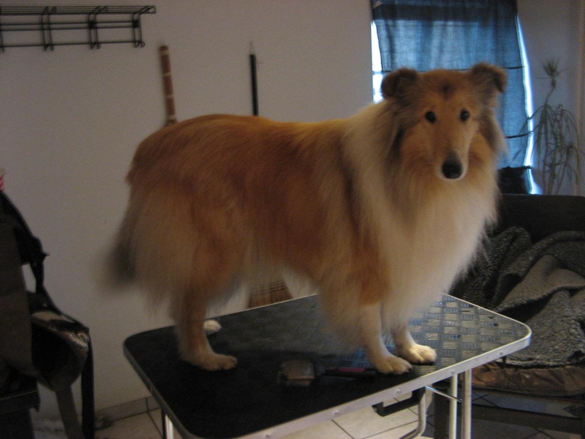 Collie langhåret Nitopets from Venezuela billede 8