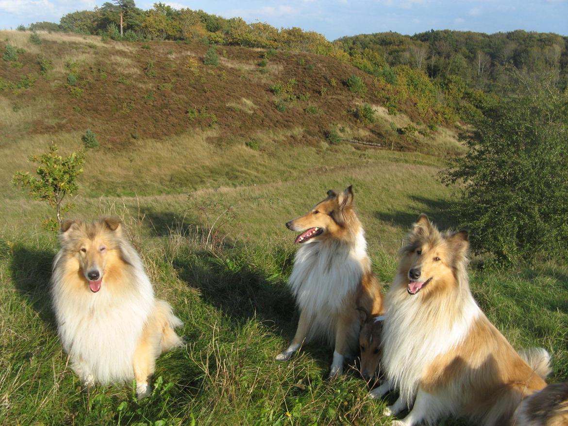 Collie langhåret Nitopets from Venezuela billede 9