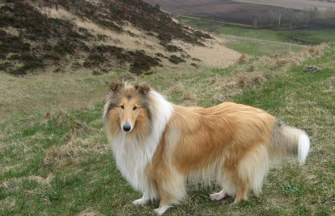 Collie langhåret Nitopets from Venezuela billede 10
