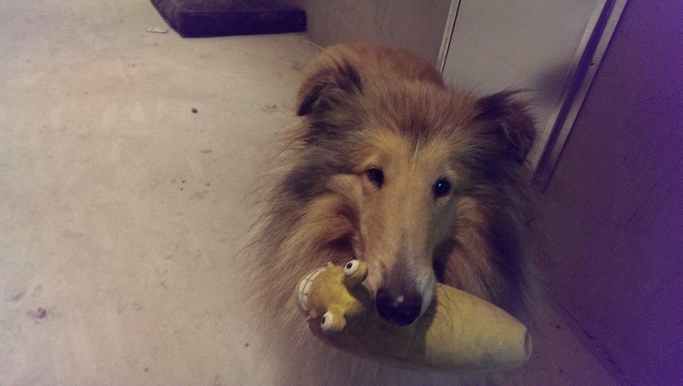 Collie langhåret Nitopets from Venezuela billede 11