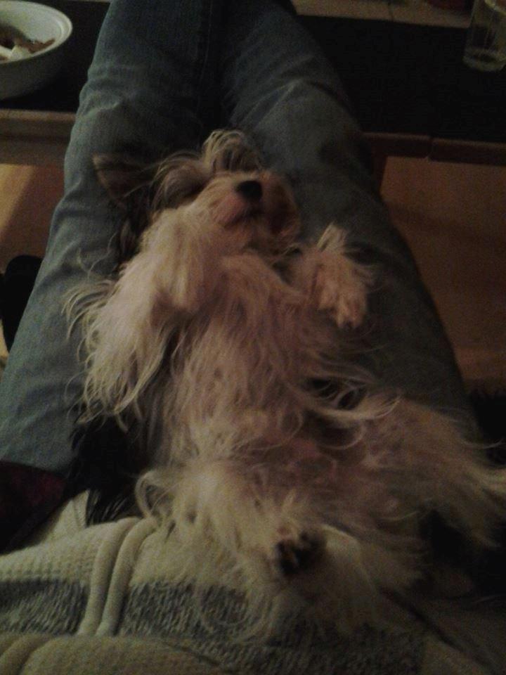 Biewer yorkshire terrier Aischa - Slapper af hos far billede 2