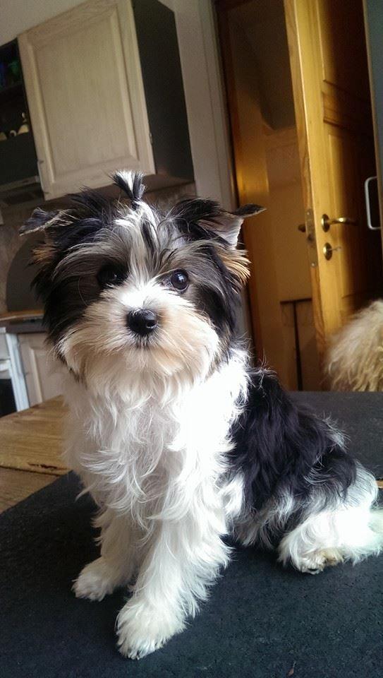 Biewer yorkshire terrier Aischa - Lige ankommet til mit nye hjem billede 1