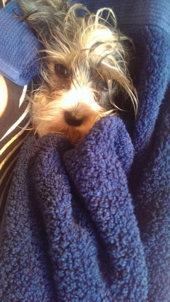 Biewer yorkshire terrier Aischa - Uh-elsker at blive pakket ind i et varmt håndklæde efter bad billede 3