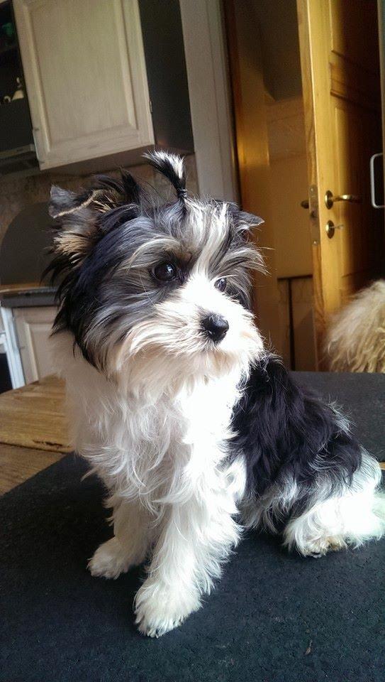 Biewer yorkshire terrier Aischa - Ny i huset billede 4