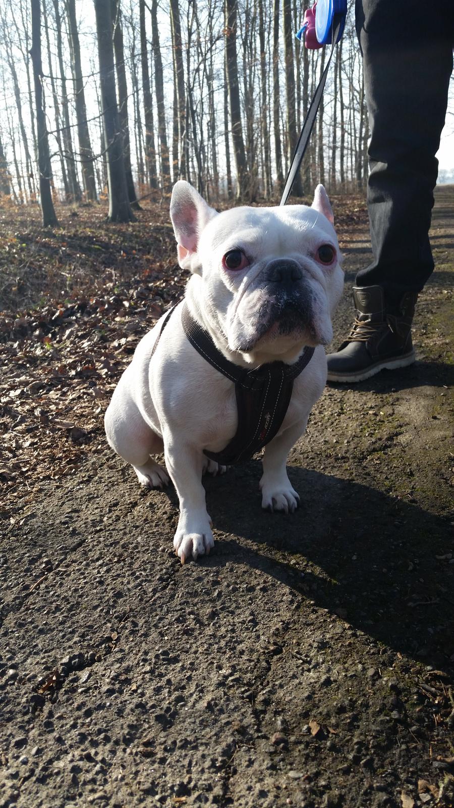 Fransk bulldog Abbey billede 21