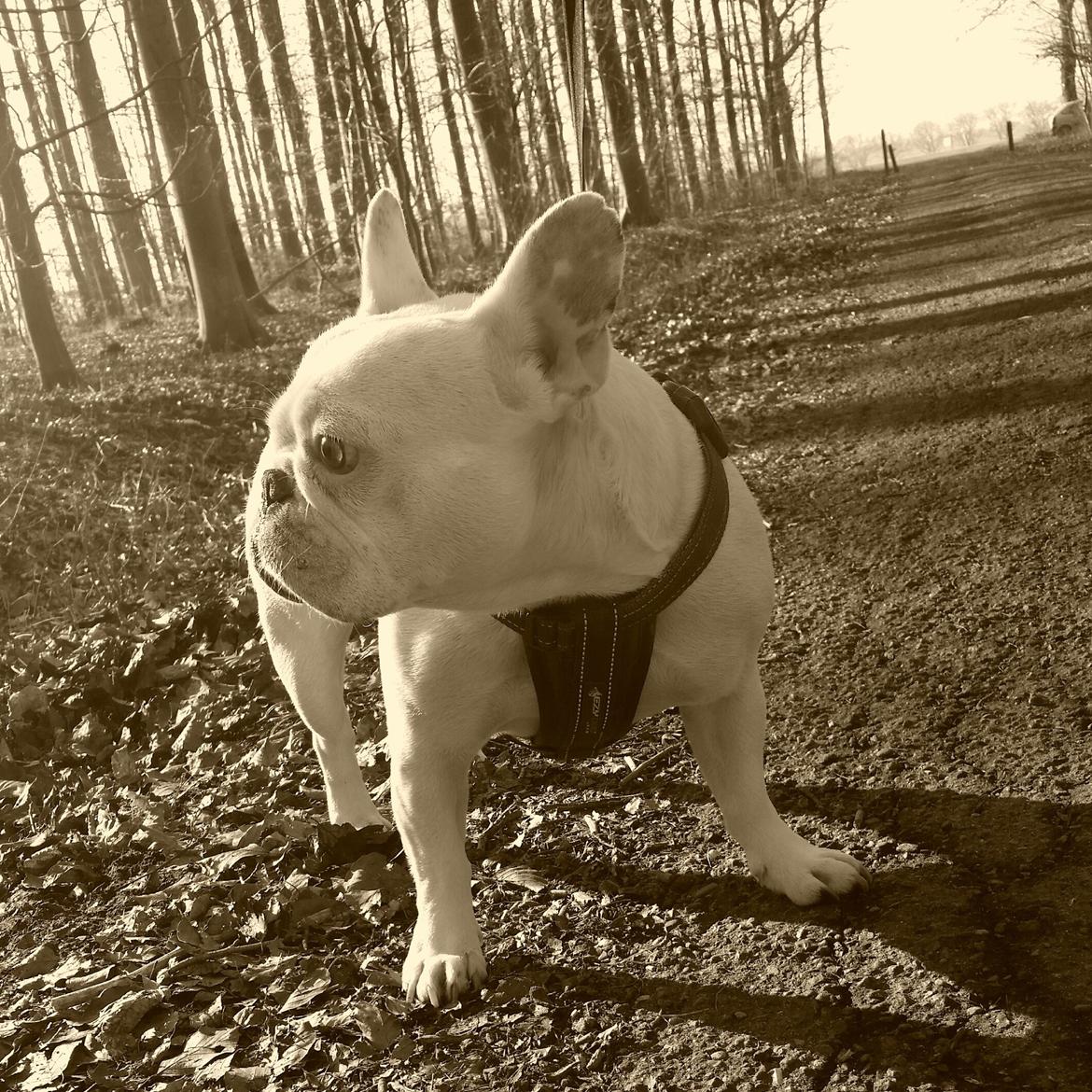 Fransk bulldog Abbey billede 22