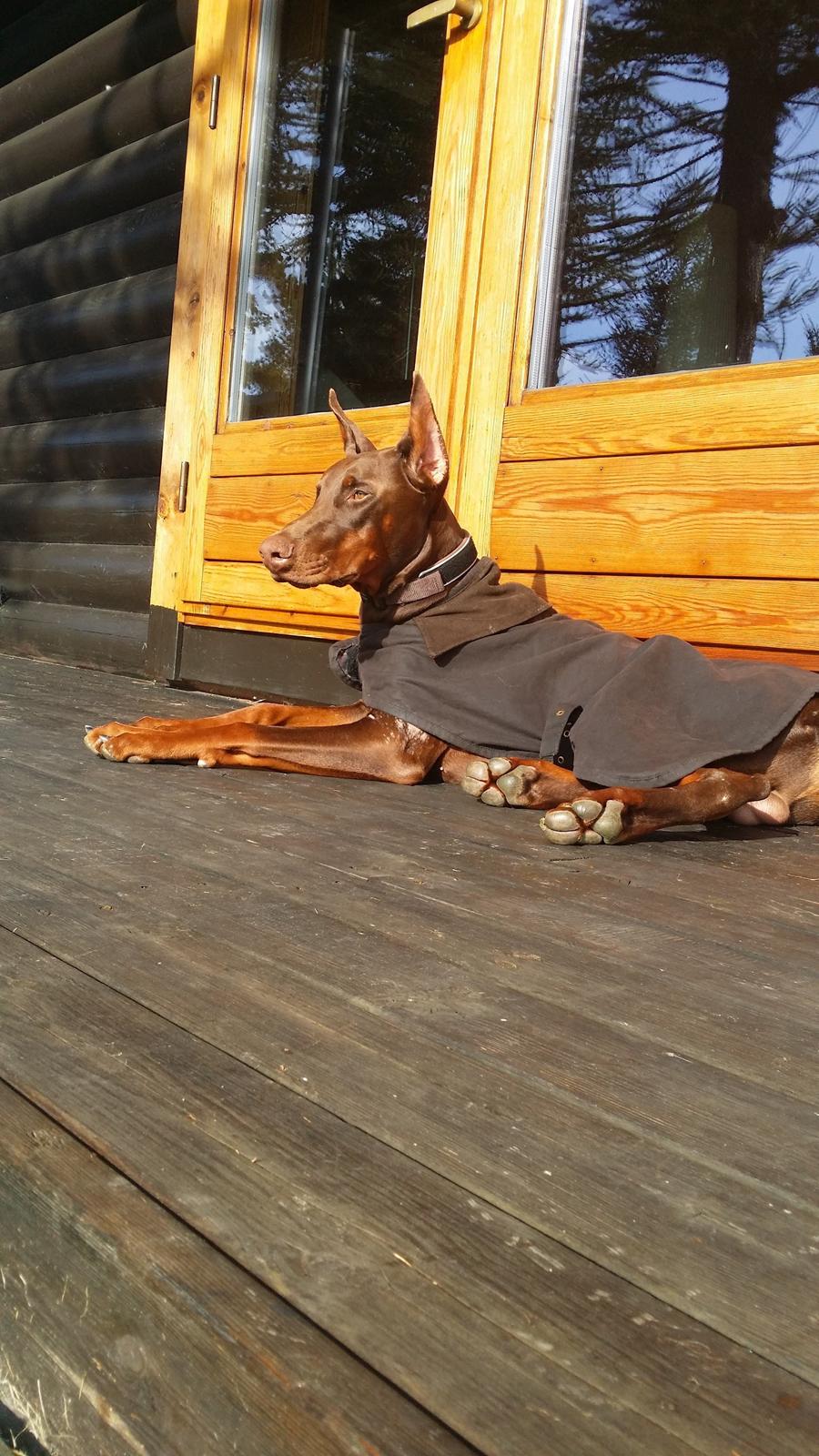 Dobermann Piro di Altobello billede 1
