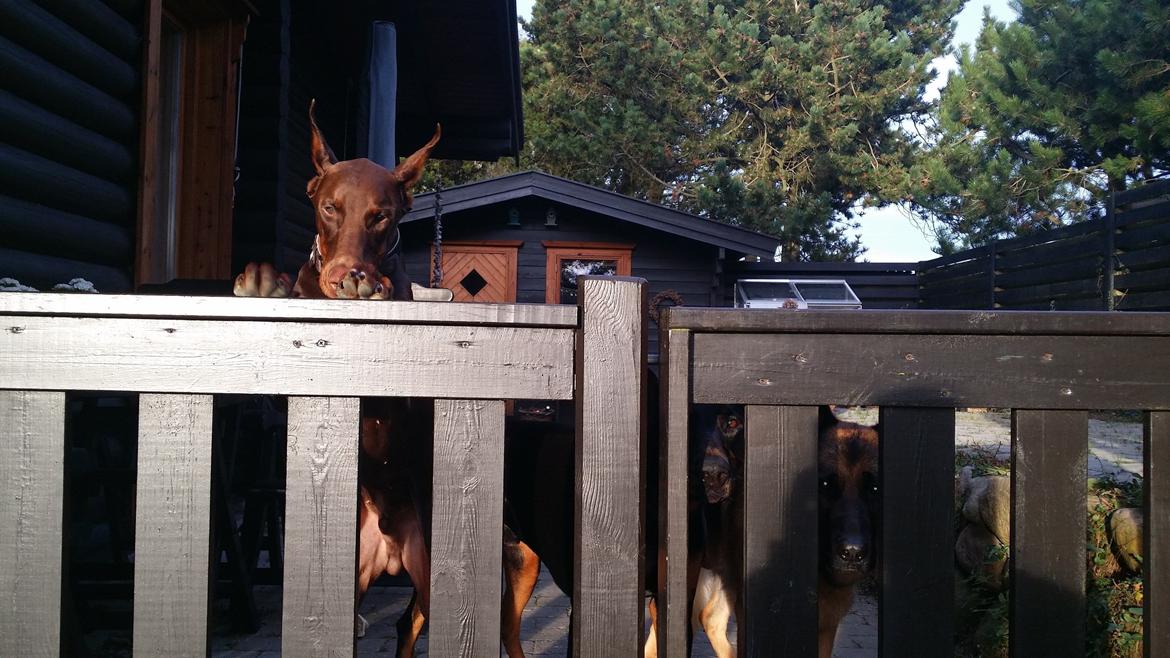 Dobermann Piro di Altobello billede 4