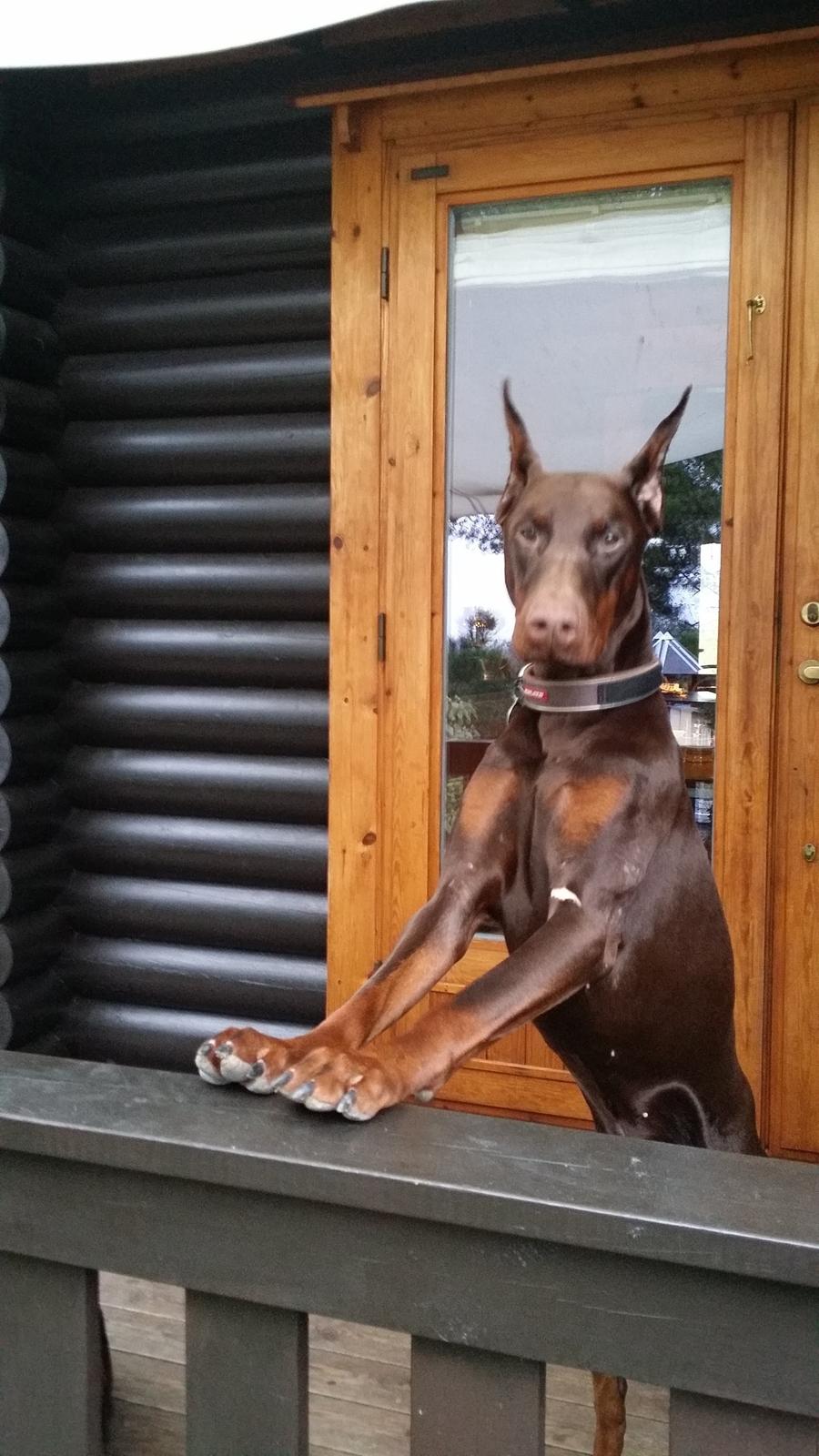Dobermann Piro di Altobello billede 3