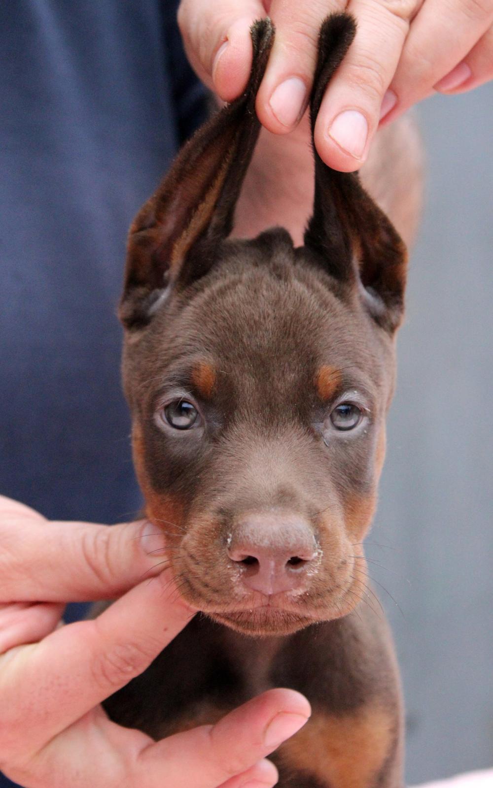 Dobermann Piro di Altobello billede 5