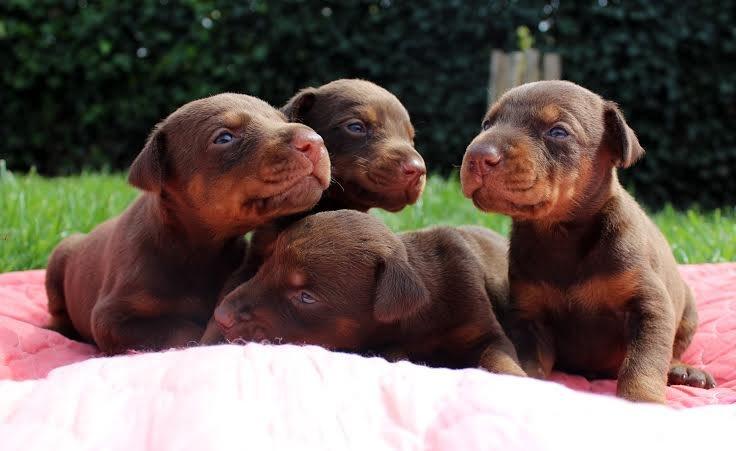 Dobermann Piro di Altobello billede 8