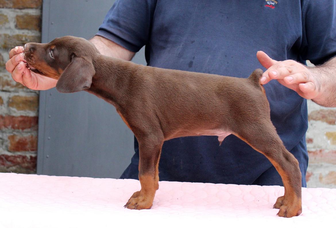 Dobermann Piro di Altobello billede 9