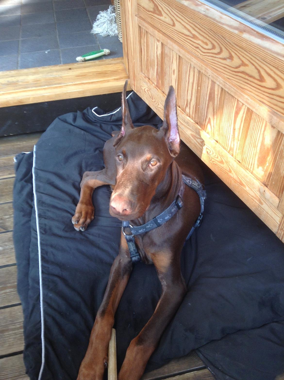 Dobermann Piro di Altobello billede 10