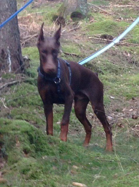 Dobermann Piro di Altobello billede 11