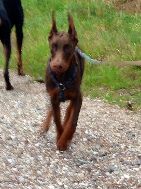 Dobermann Piro di Altobello billede 12