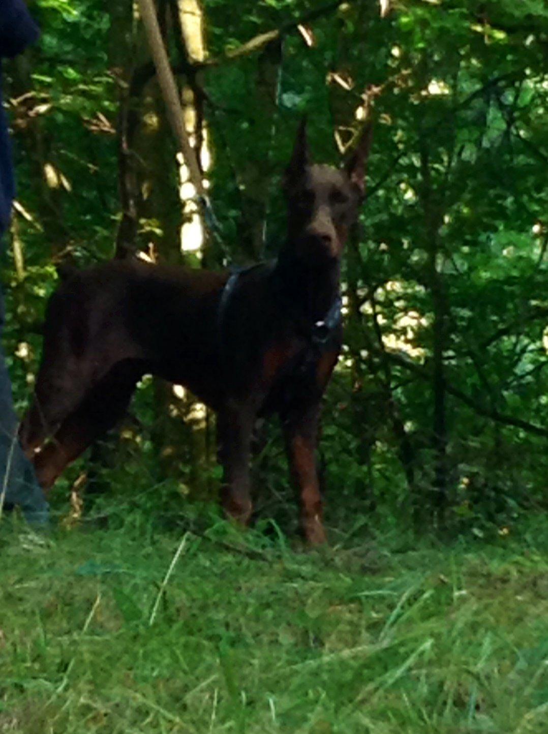 Dobermann Piro di Altobello billede 13