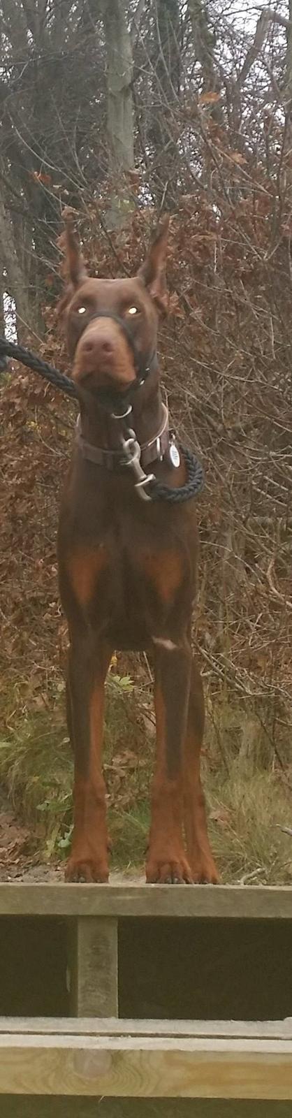 Dobermann Piro di Altobello billede 7