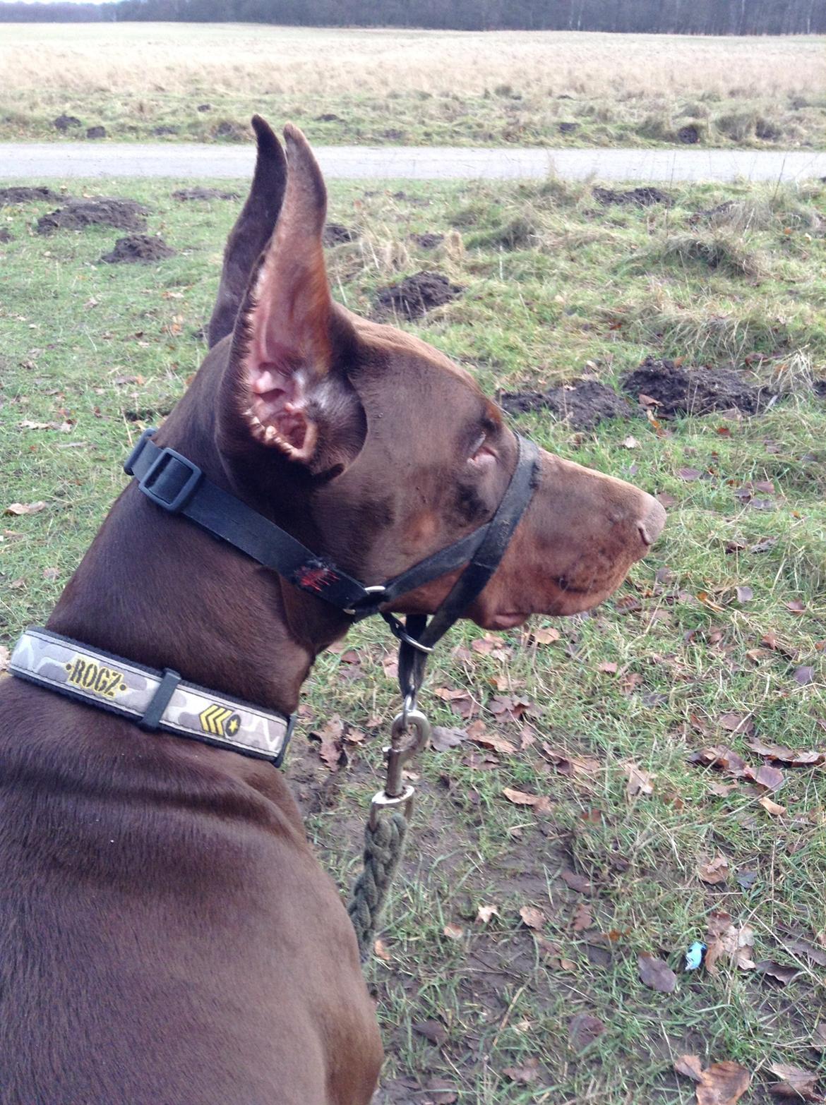 Dobermann Piro di Altobello billede 6