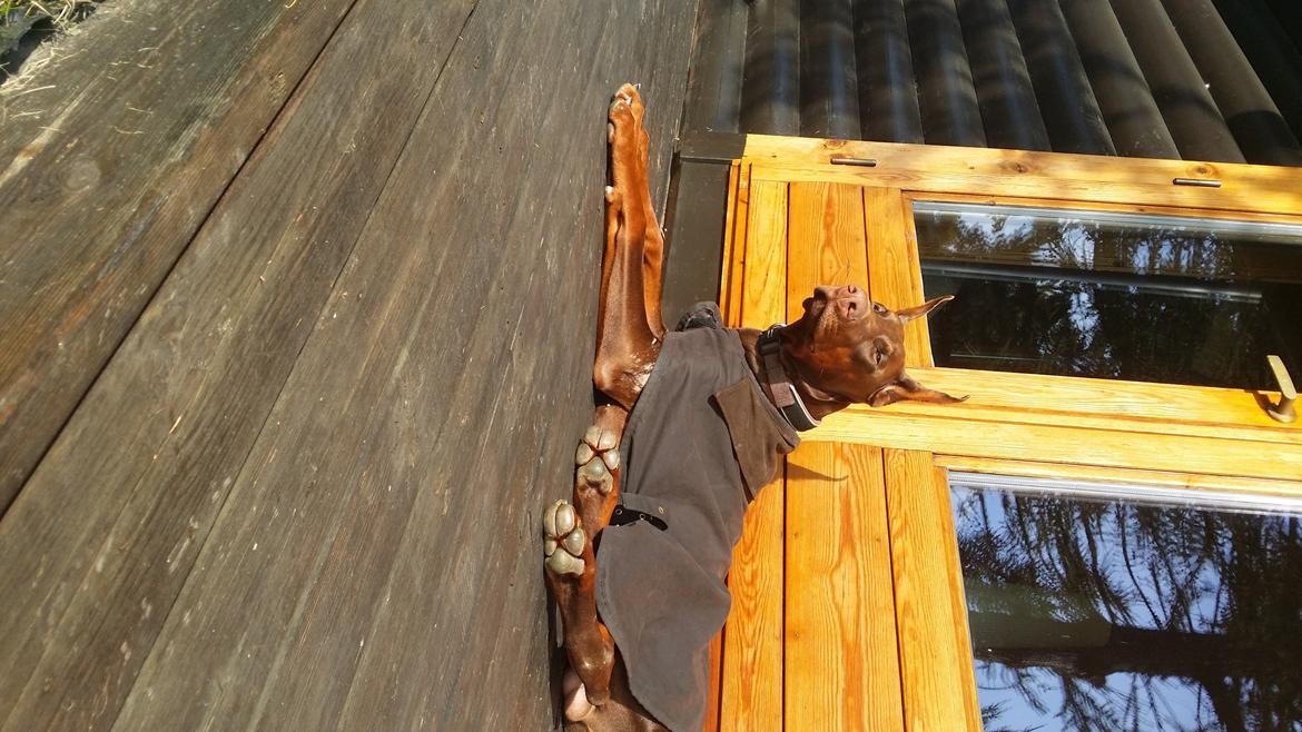 Dobermann Piro di Altobello billede 14