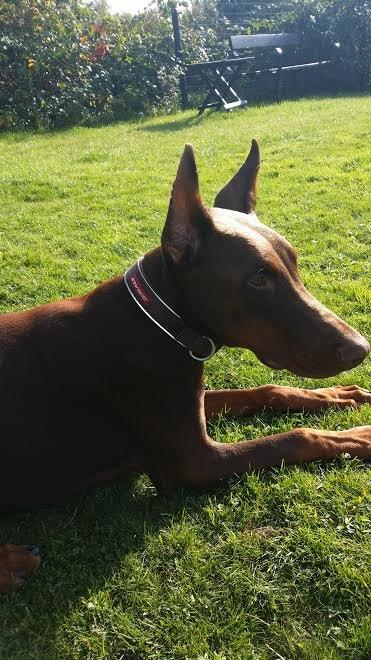 Dobermann Piro di Altobello billede 16