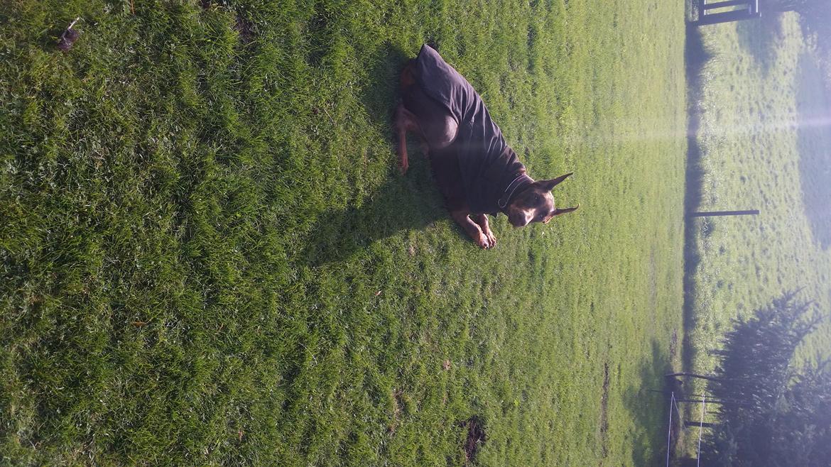 Dobermann Piro di Altobello billede 15