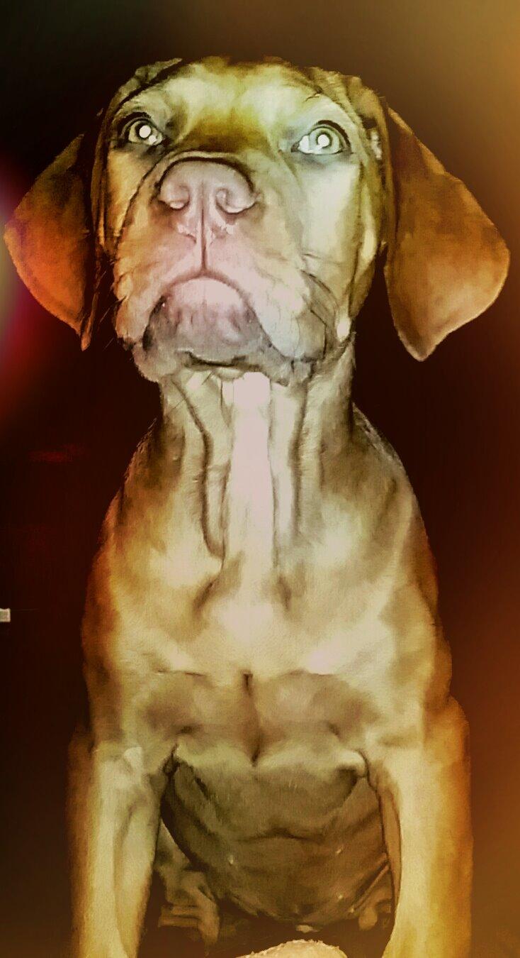 Blanding af racer Jamil billede 2