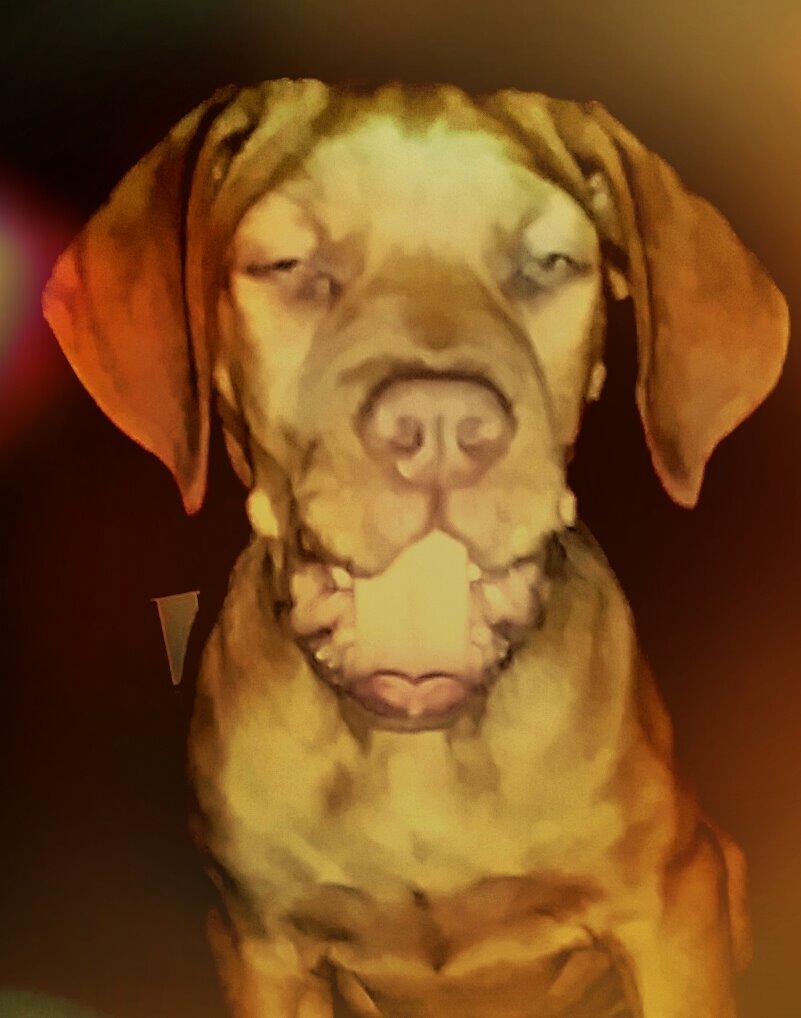 Blanding af racer Jamil billede 12