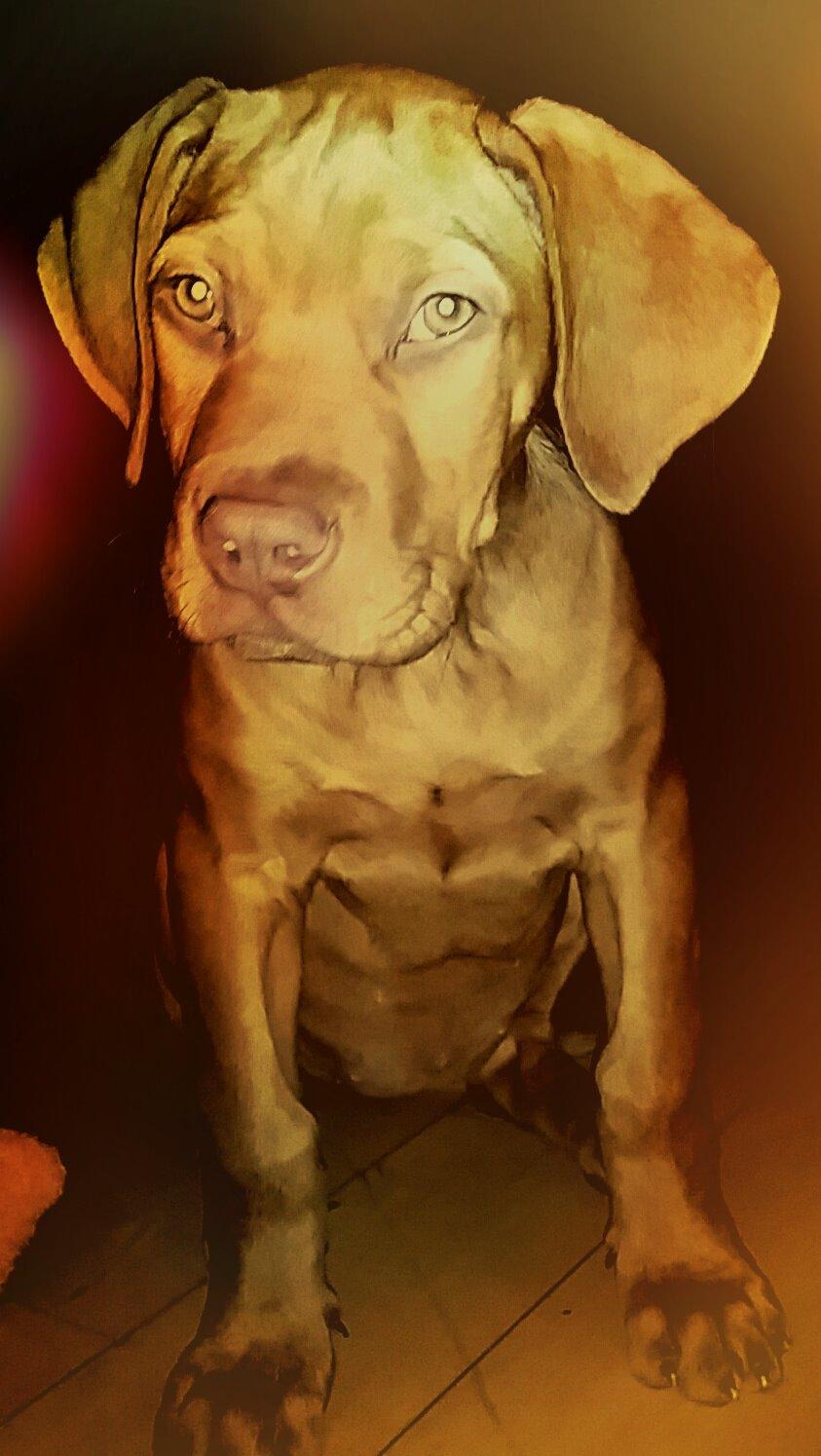 Blanding af racer Jamil billede 13