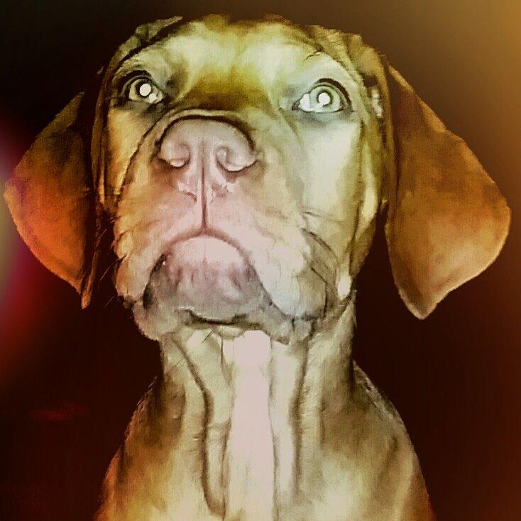 Blanding af racer Jamil billede 1