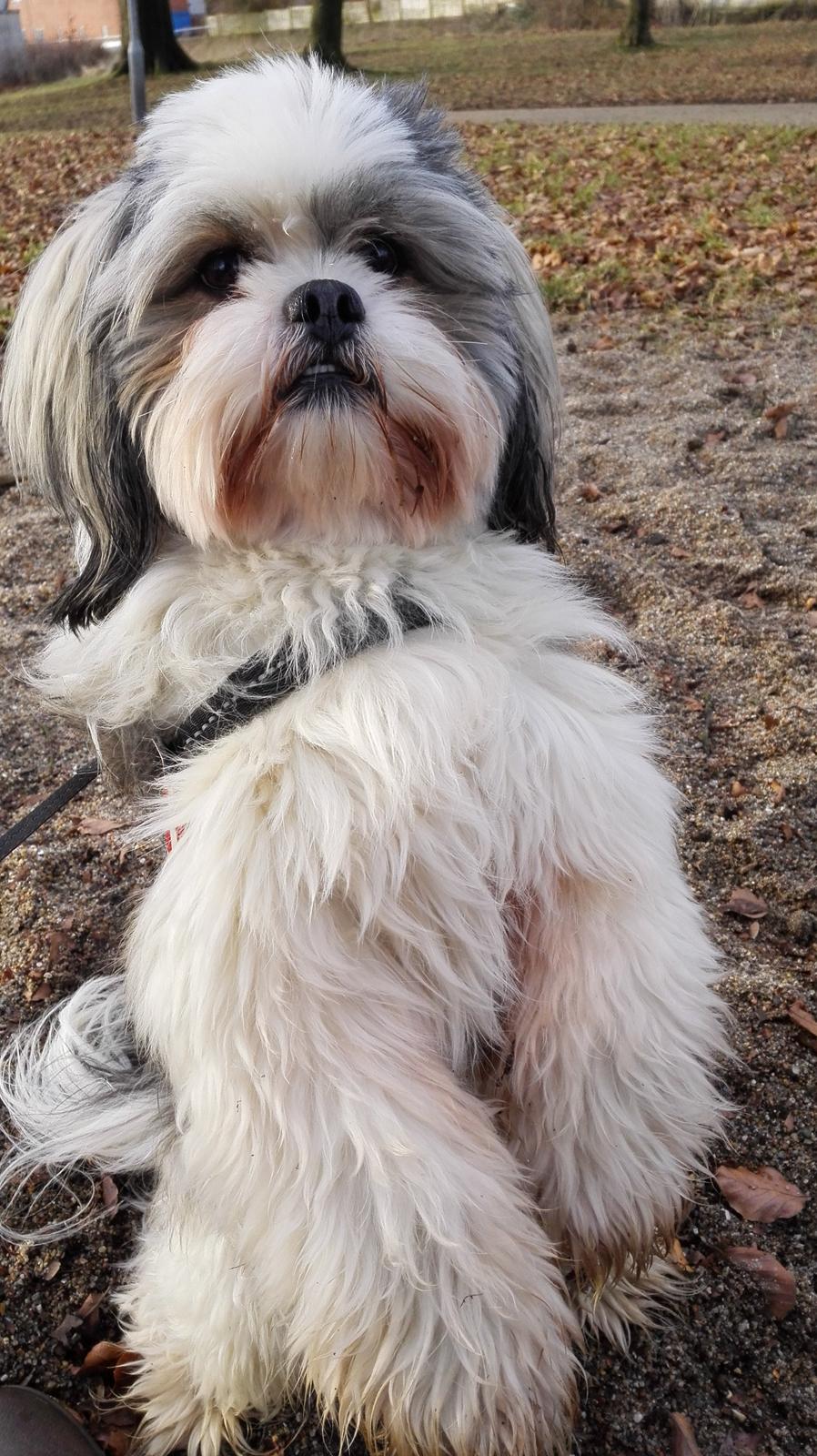 Lhasa apso Tucker billede 14