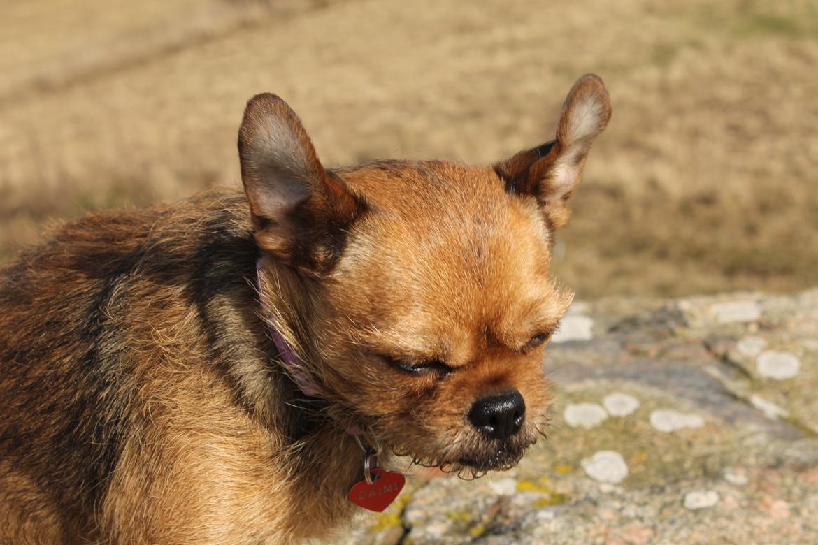 Blanding af racer *Pugshire* Daimi af bredekilde billede 2