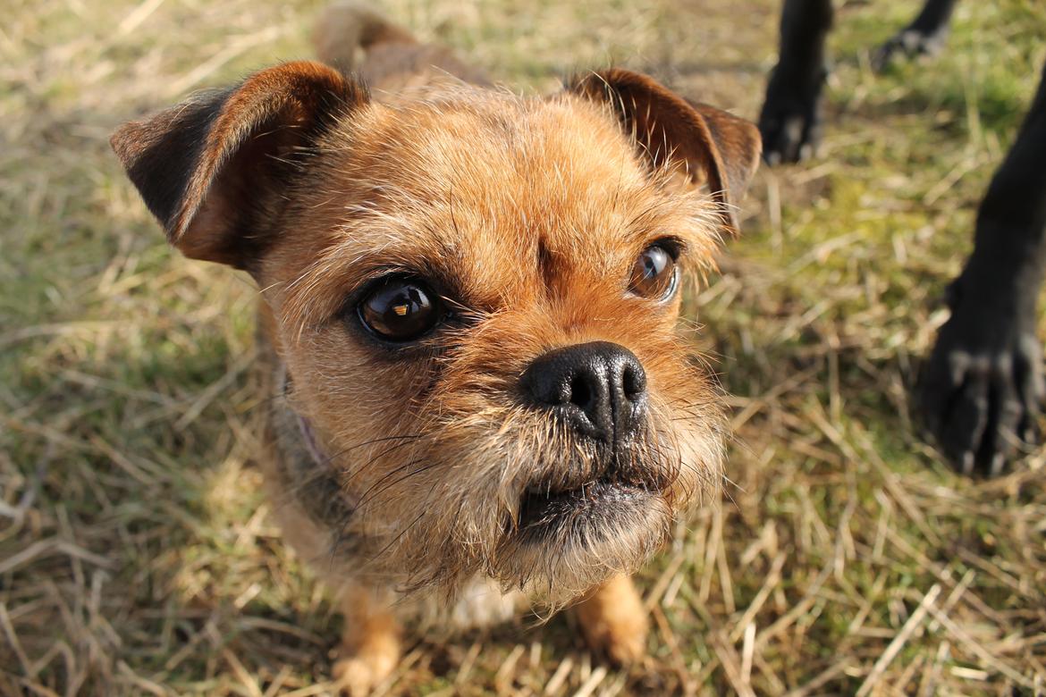 Blanding af racer *Pugshire* Daimi af bredekilde billede 1