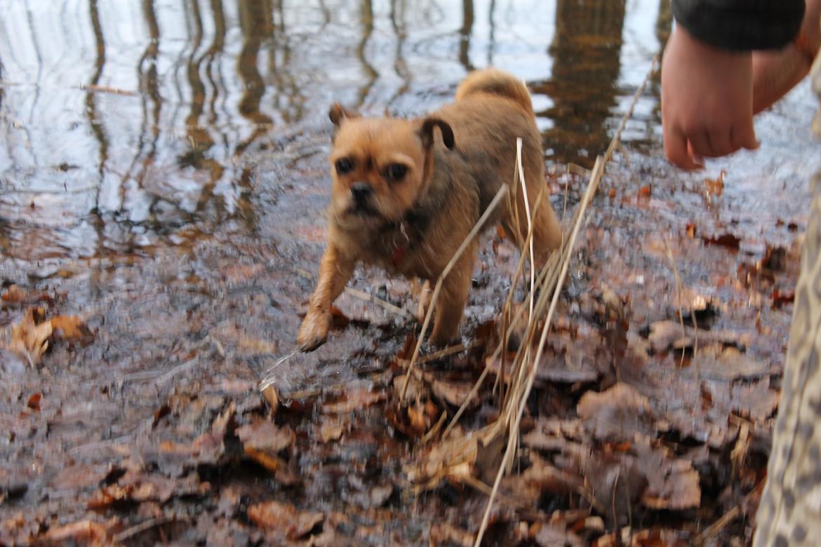 Blanding af racer *Pugshire* Daimi af bredekilde billede 7