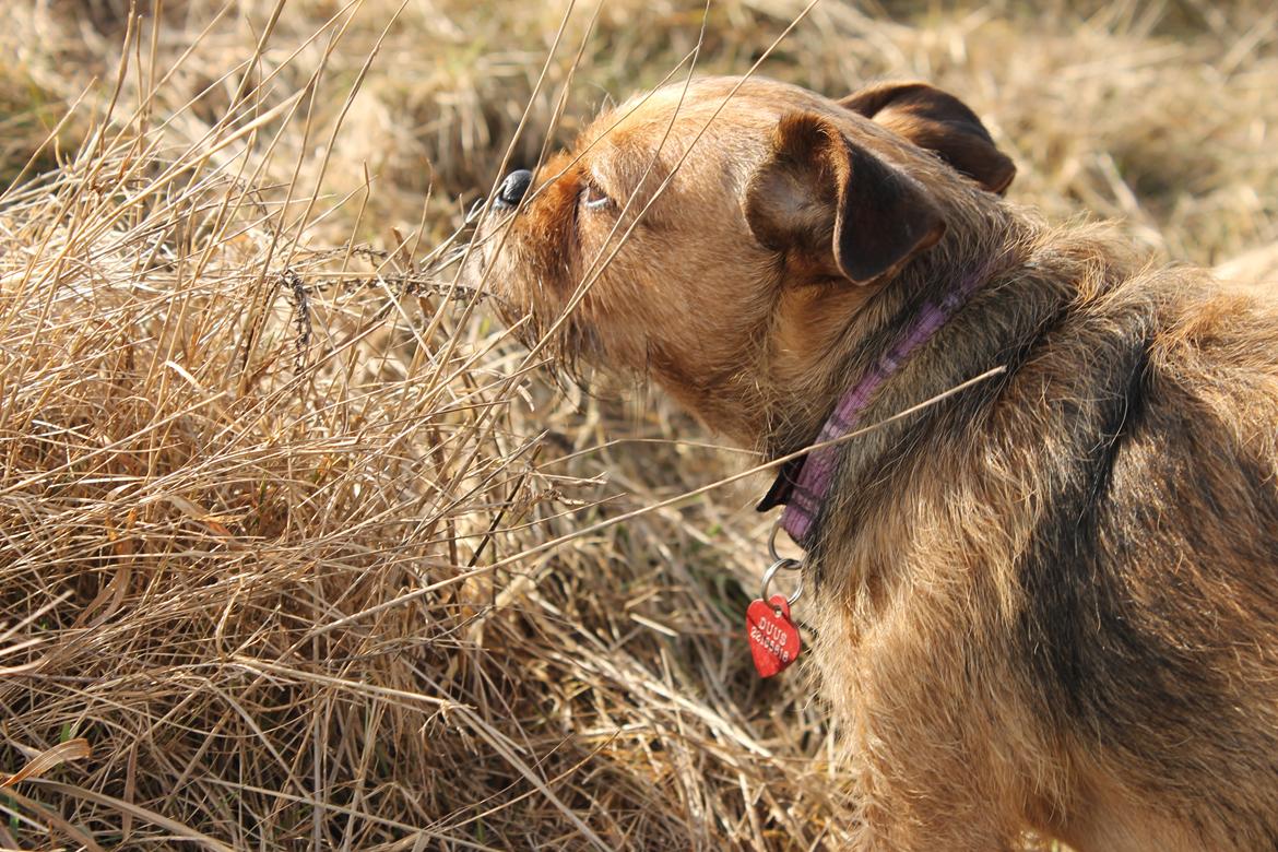 Blanding af racer *Pugshire* Daimi af bredekilde billede 8