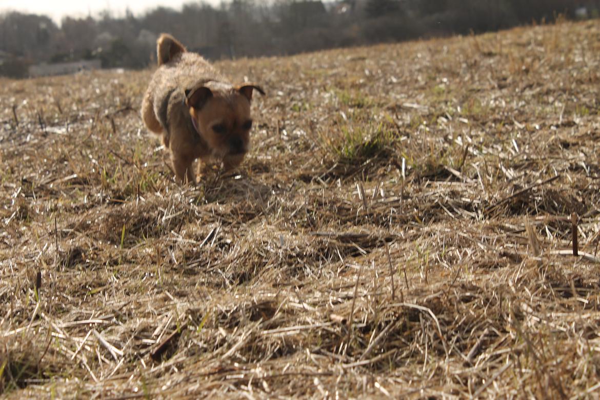 Blanding af racer *Pugshire* Daimi af bredekilde billede 9