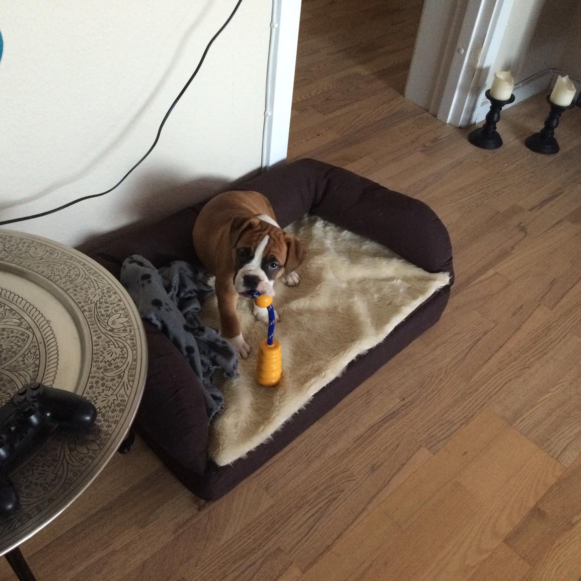 Olde english bulldogge Frankie billede 6