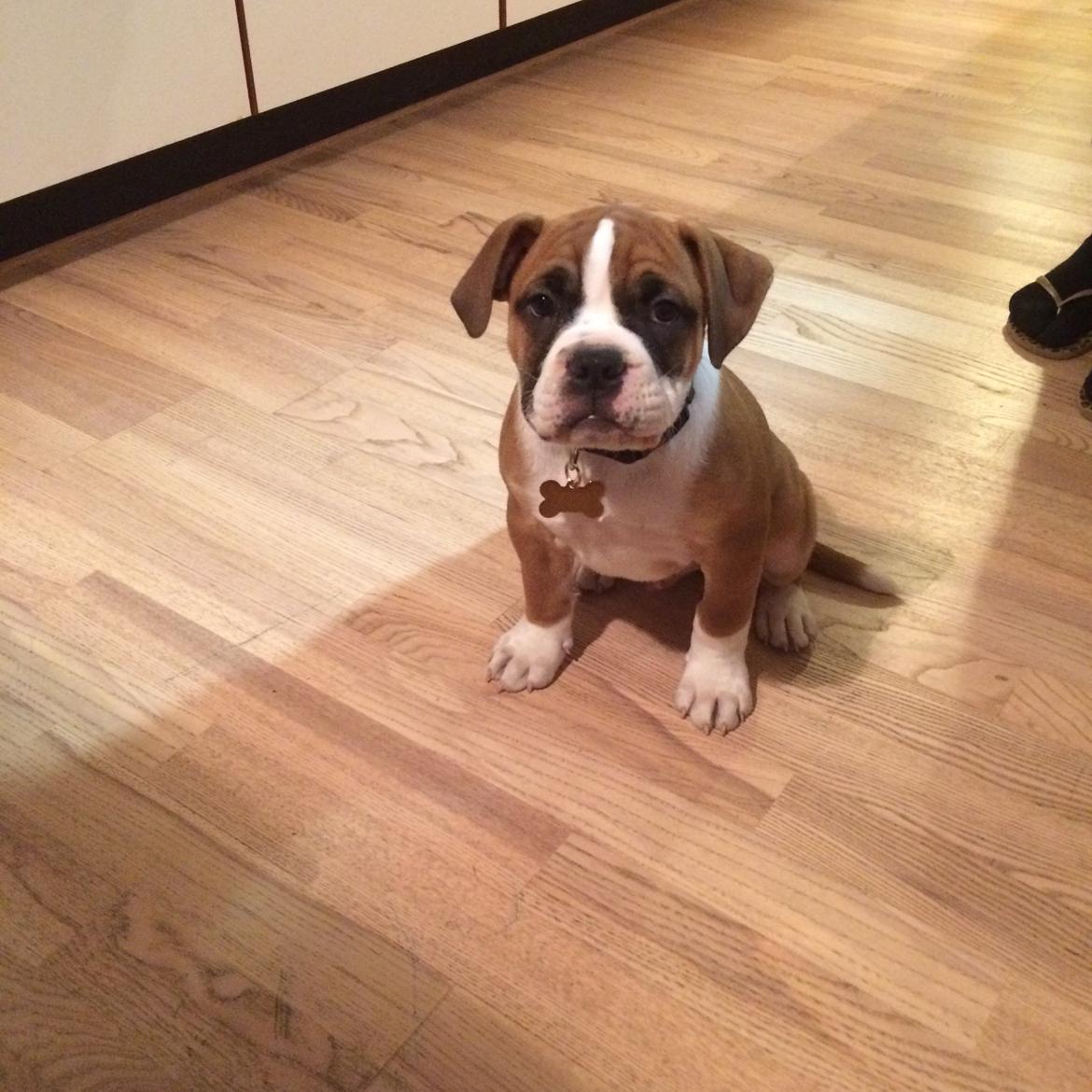 Olde english bulldogge Frankie billede 7