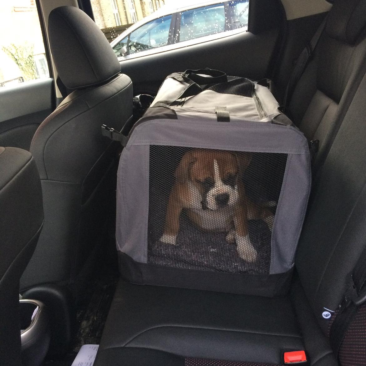 Olde english bulldogge Frankie billede 8