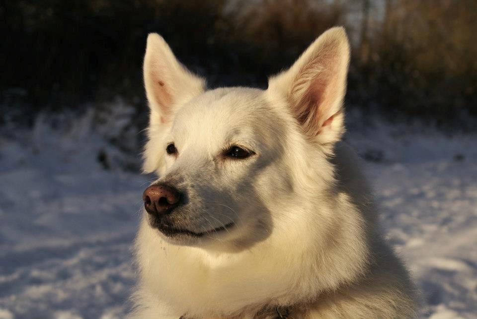Dansk Spids Luna billede 1