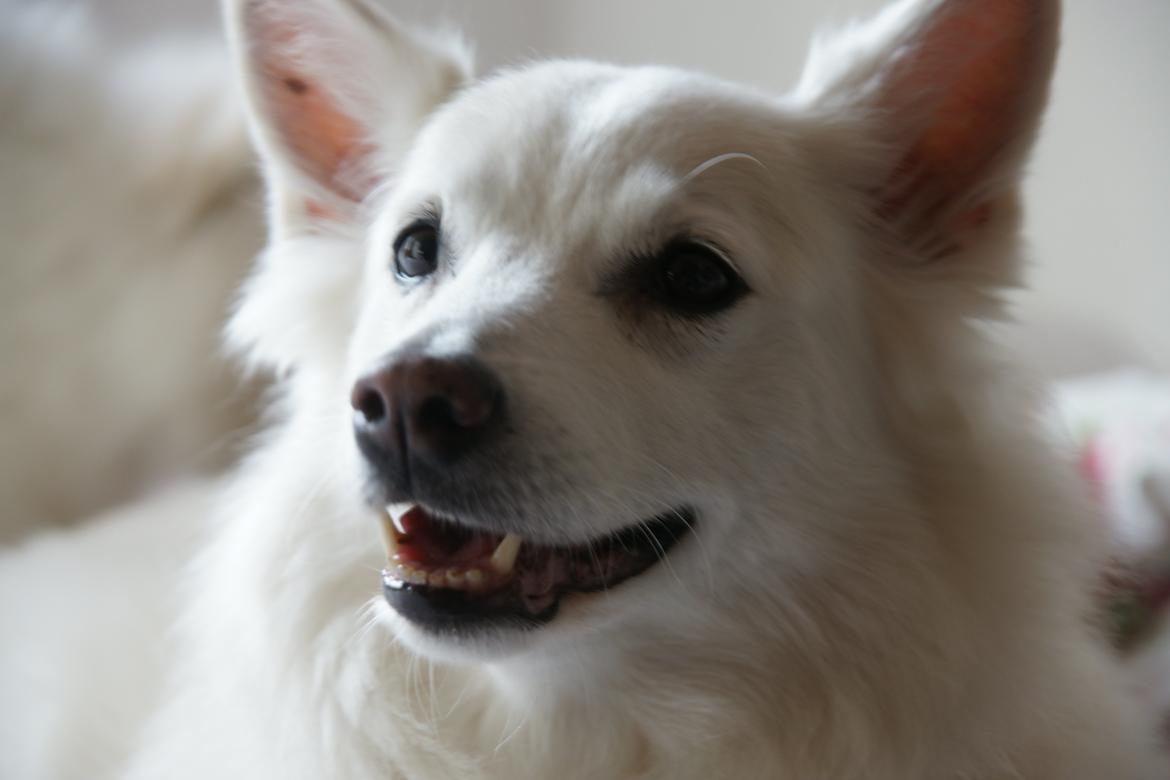 Dansk Spids Luna billede 24