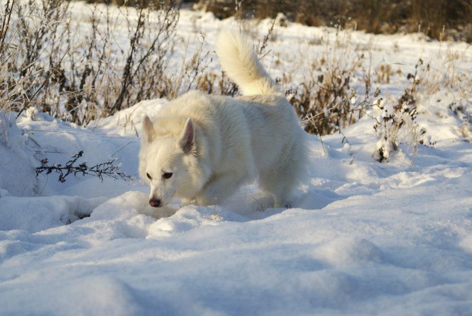 Dansk Spids Luna billede 23