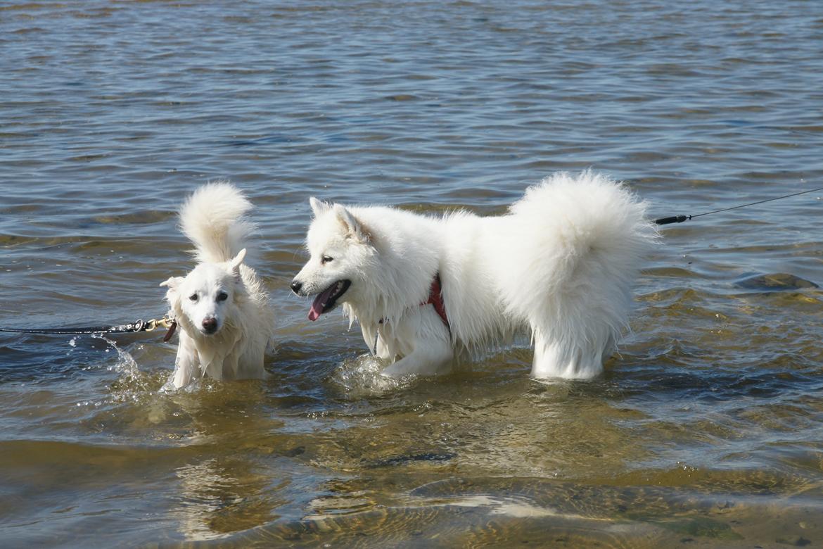 Dansk Spids Luna billede 25