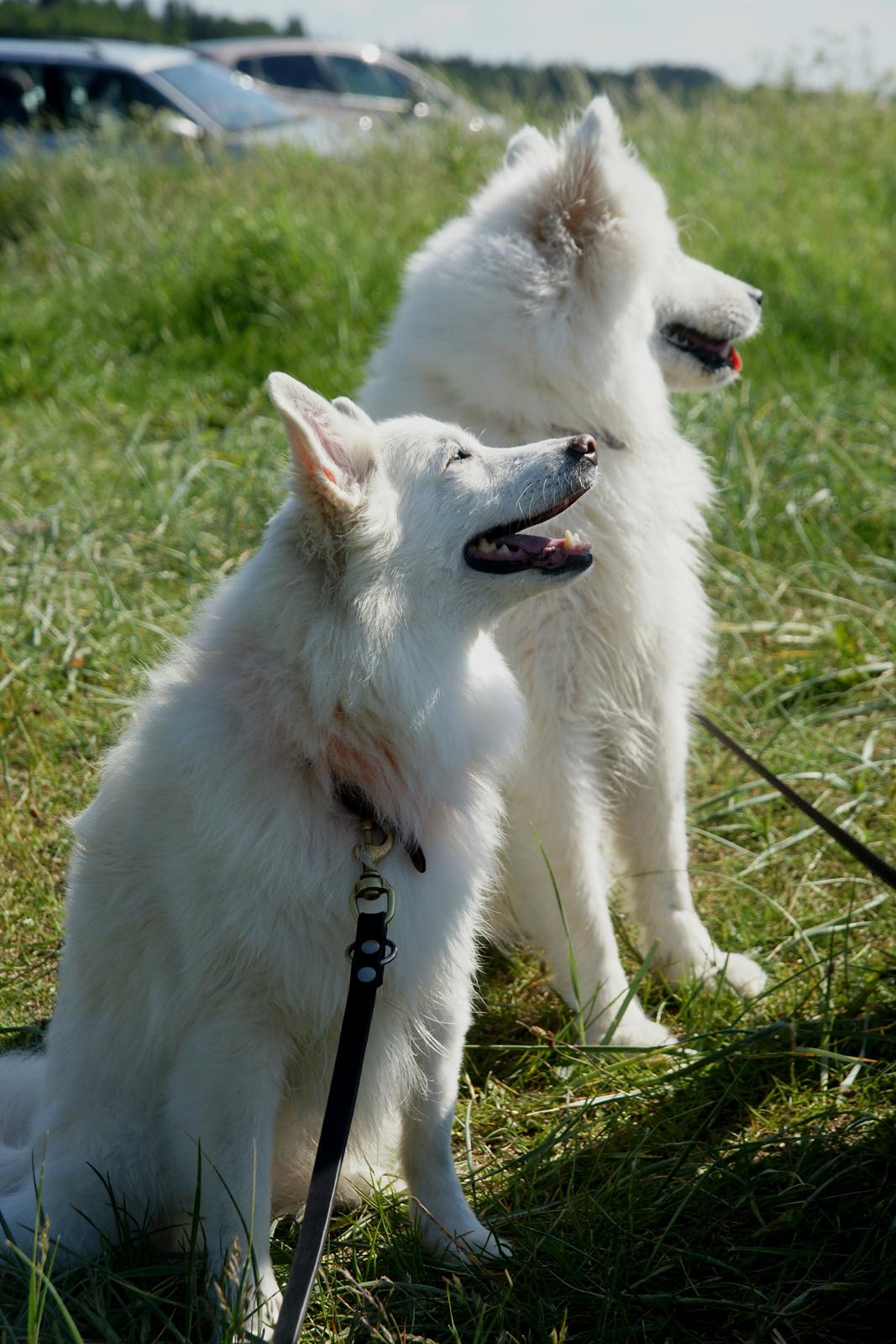 Dansk Spids Luna billede 27