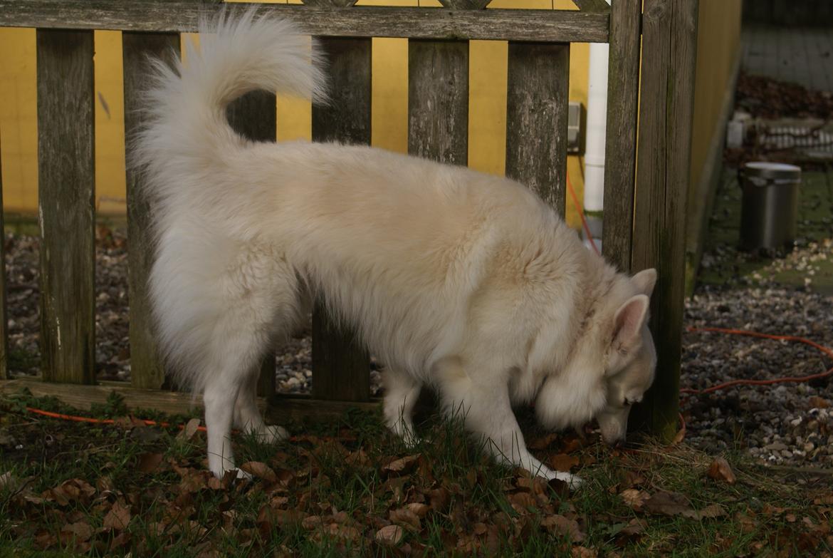 Dansk Spids Luna billede 29