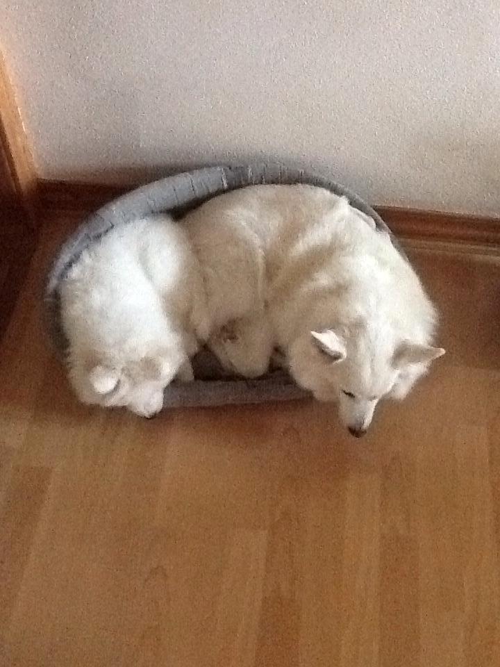 Dansk Spids Luna billede 30