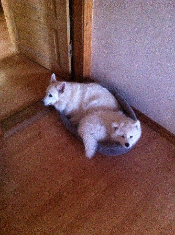 Dansk Spids Luna billede 31