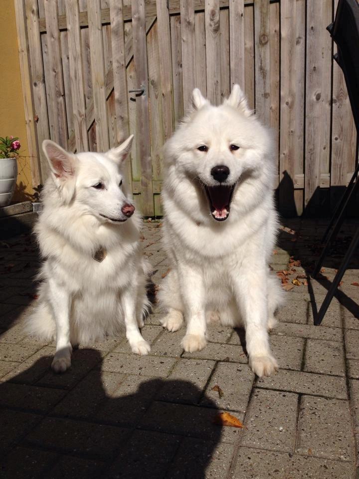 Dansk Spids Luna billede 33