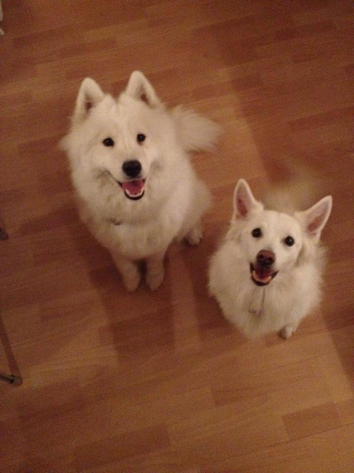 Dansk Spids Luna billede 34