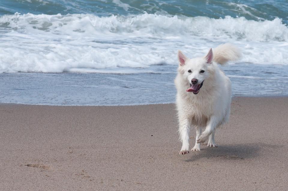 Dansk Spids Luna billede 32