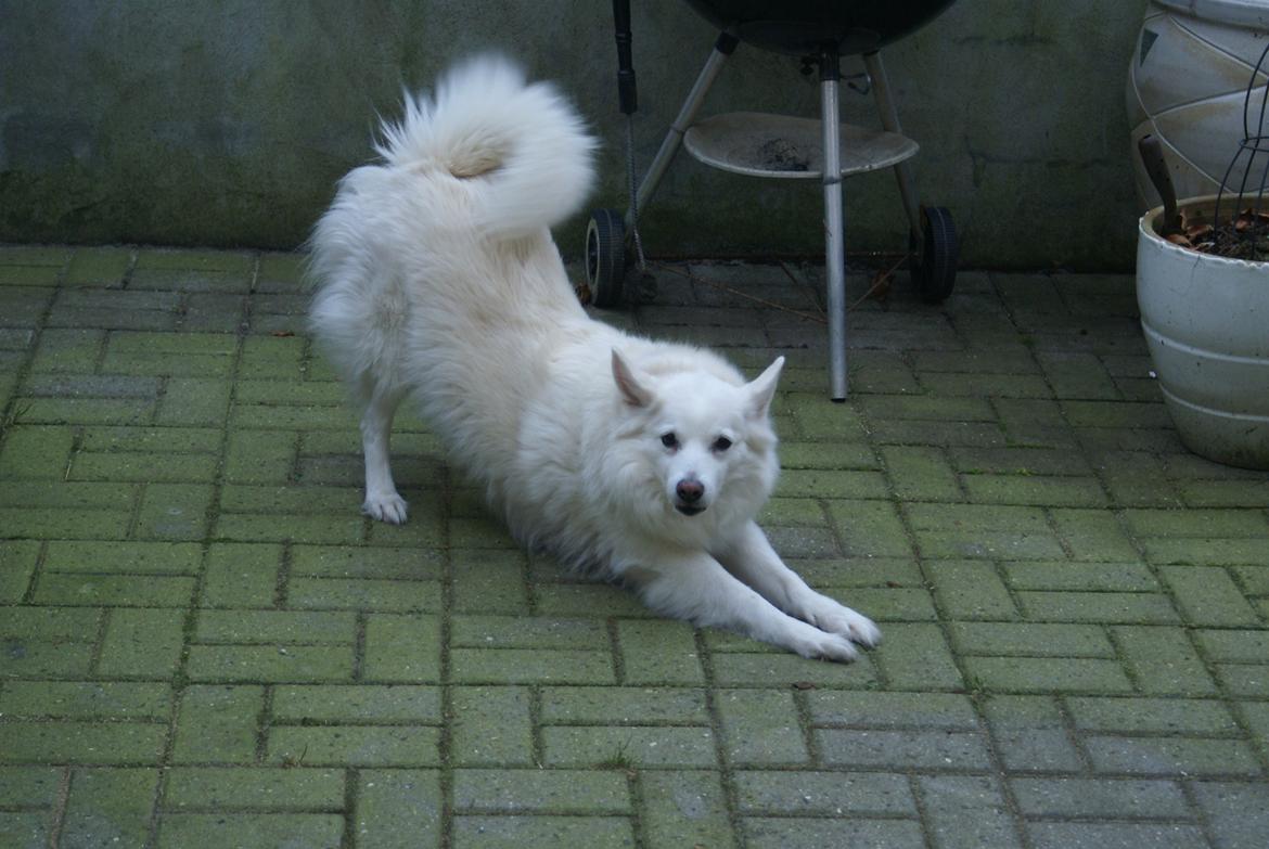 Dansk Spids Luna billede 35